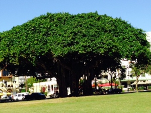 OK, so maybe I'm a bit obsessed with trees.  This is a magnificent one in the waterfront area that I couldn't resist.