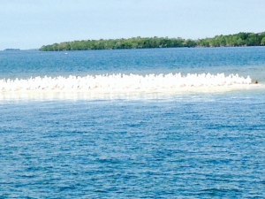 Although it is hard to see in this picture, we encountered this sand bar which was covered with hundreds of rare white pelicans on our way through the Ten Thousand Islands along the six mile long channel into Everglade City.