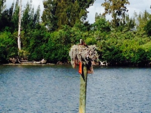 Channel markers are a favorite nesting place for Osprey.  We often see chicks in the nest as we pass by.
